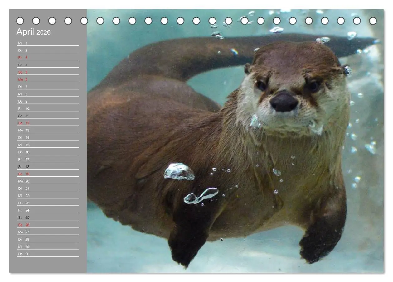 Bild: 9783516010152 | Otter. Frech, laut und clever (Tischkalender 2026 DIN A5 quer),...
