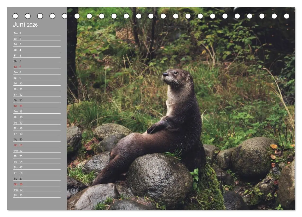 Bild: 9783516010152 | Otter. Frech, laut und clever (Tischkalender 2026 DIN A5 quer),...