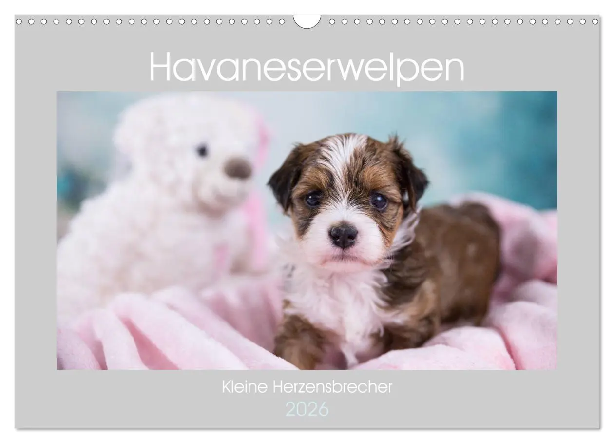 Cover: 9783457840252 | Havaneserwelpen - Kleine Herzensbrecher (Wandkalender 2026 DIN A3...
