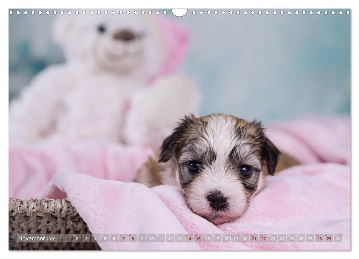 Bild: 9783457840252 | Havaneserwelpen - Kleine Herzensbrecher (Wandkalender 2026 DIN A3...