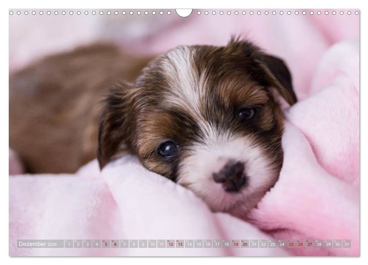 Bild: 9783457840252 | Havaneserwelpen - Kleine Herzensbrecher (Wandkalender 2026 DIN A3...