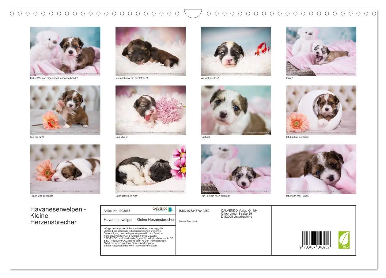 Bild: 9783457840252 | Havaneserwelpen - Kleine Herzensbrecher (Wandkalender 2026 DIN A3...