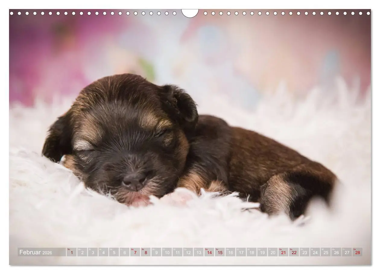 Bild: 9783457840252 | Havaneserwelpen - Kleine Herzensbrecher (Wandkalender 2026 DIN A3...