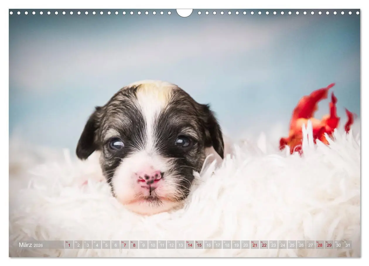 Bild: 9783457840252 | Havaneserwelpen - Kleine Herzensbrecher (Wandkalender 2026 DIN A3...