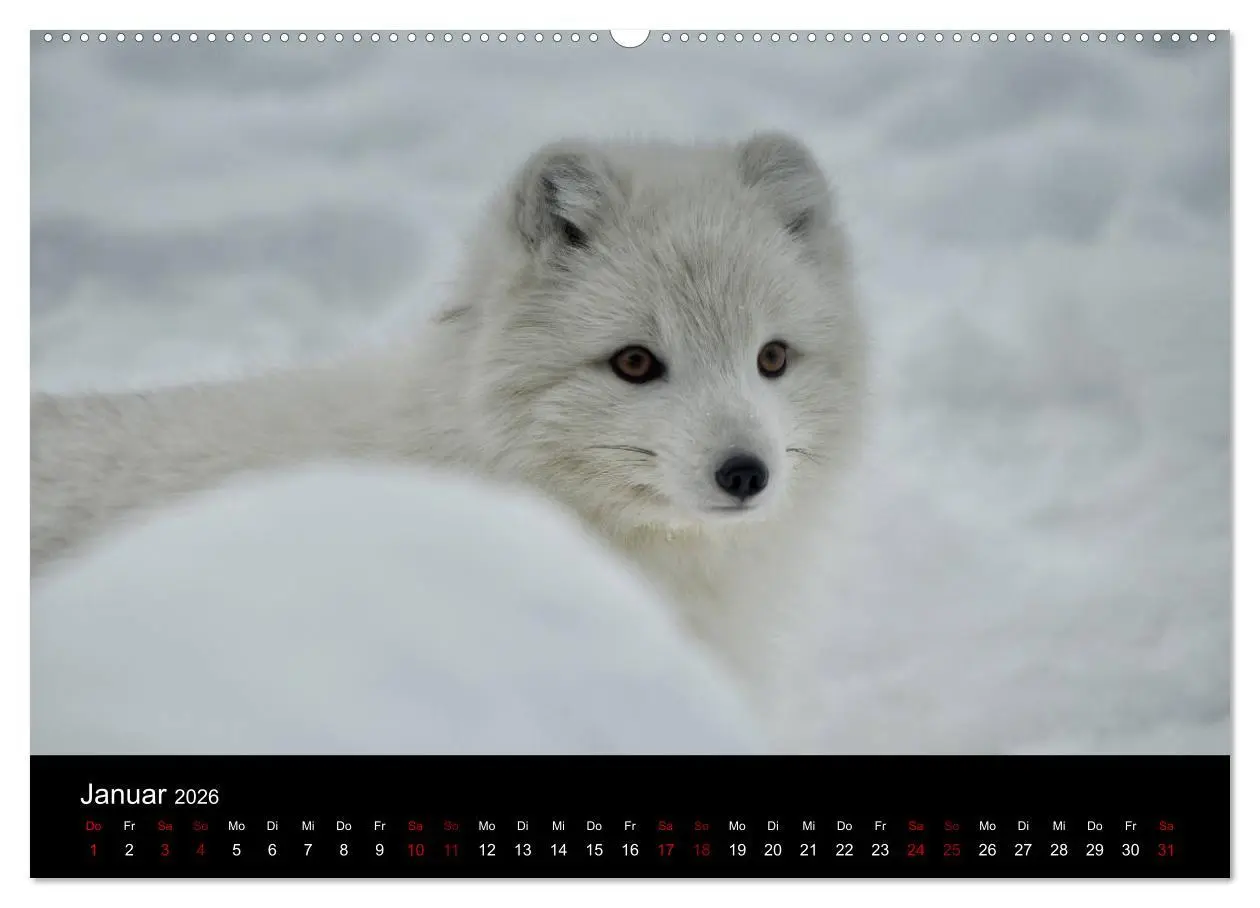 Bild: 9783457900352 | Polarfuchsstudien Wildlife (Wandkalender 2026 DIN A2 quer),...