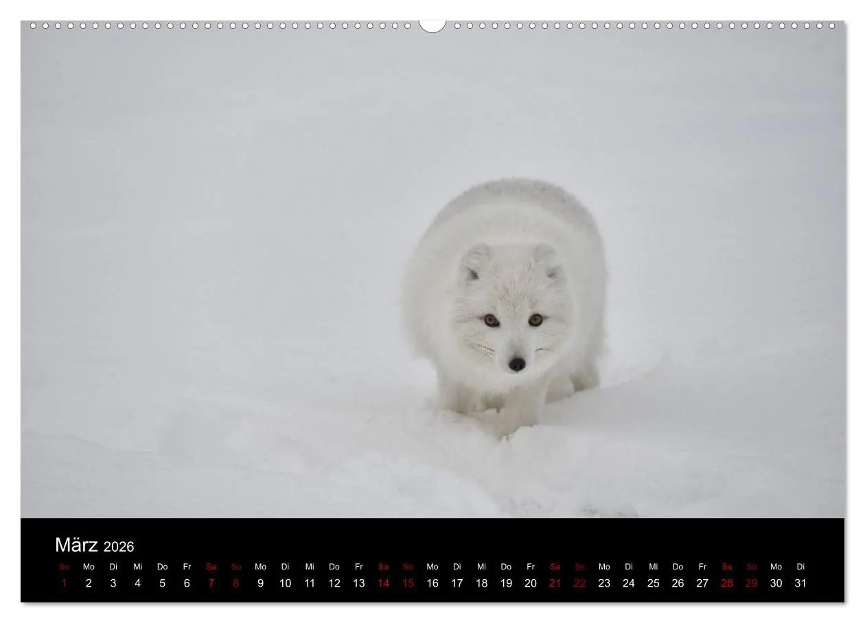 Bild: 9783457900352 | Polarfuchsstudien Wildlife (Wandkalender 2026 DIN A2 quer),...