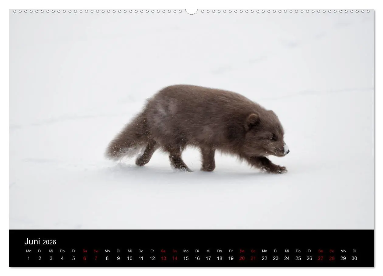 Bild: 9783457900352 | Polarfuchsstudien Wildlife (Wandkalender 2026 DIN A2 quer),...