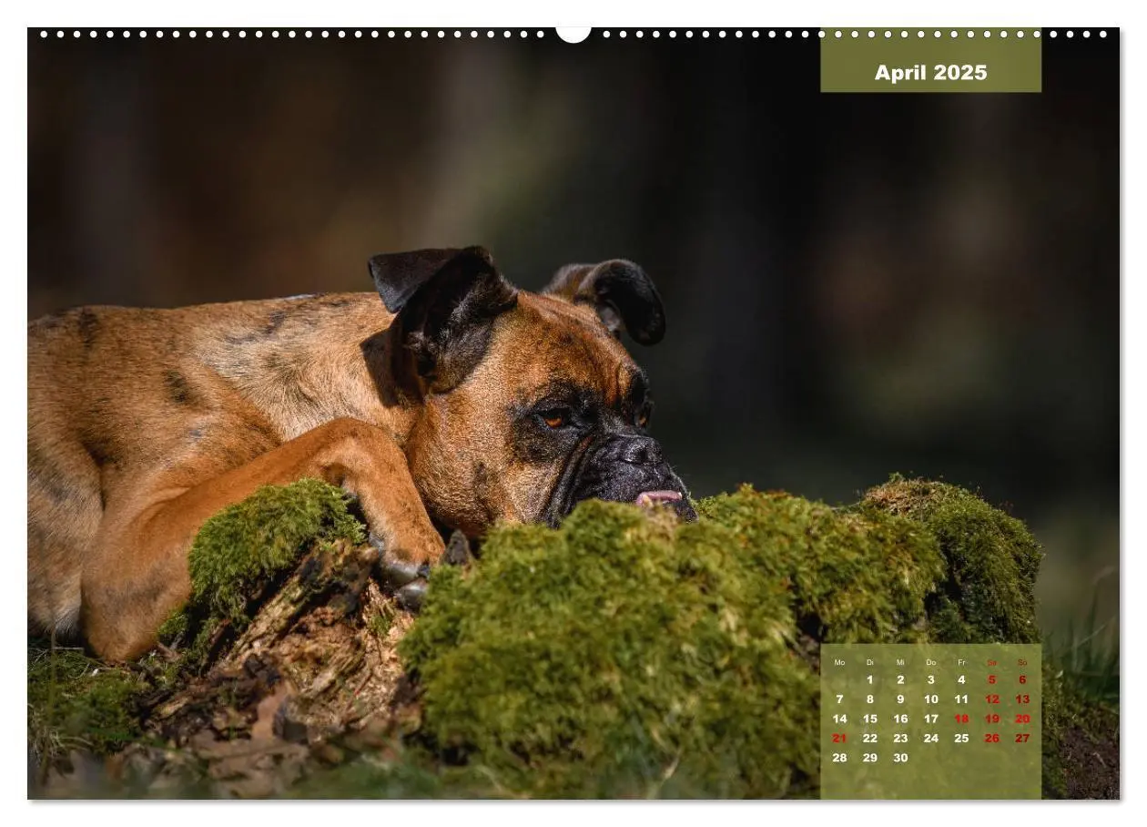 Bild: 9783435110452 | Boxer Frech und fröhlich durch das Jahr (Wandkalender 2025 DIN A2...