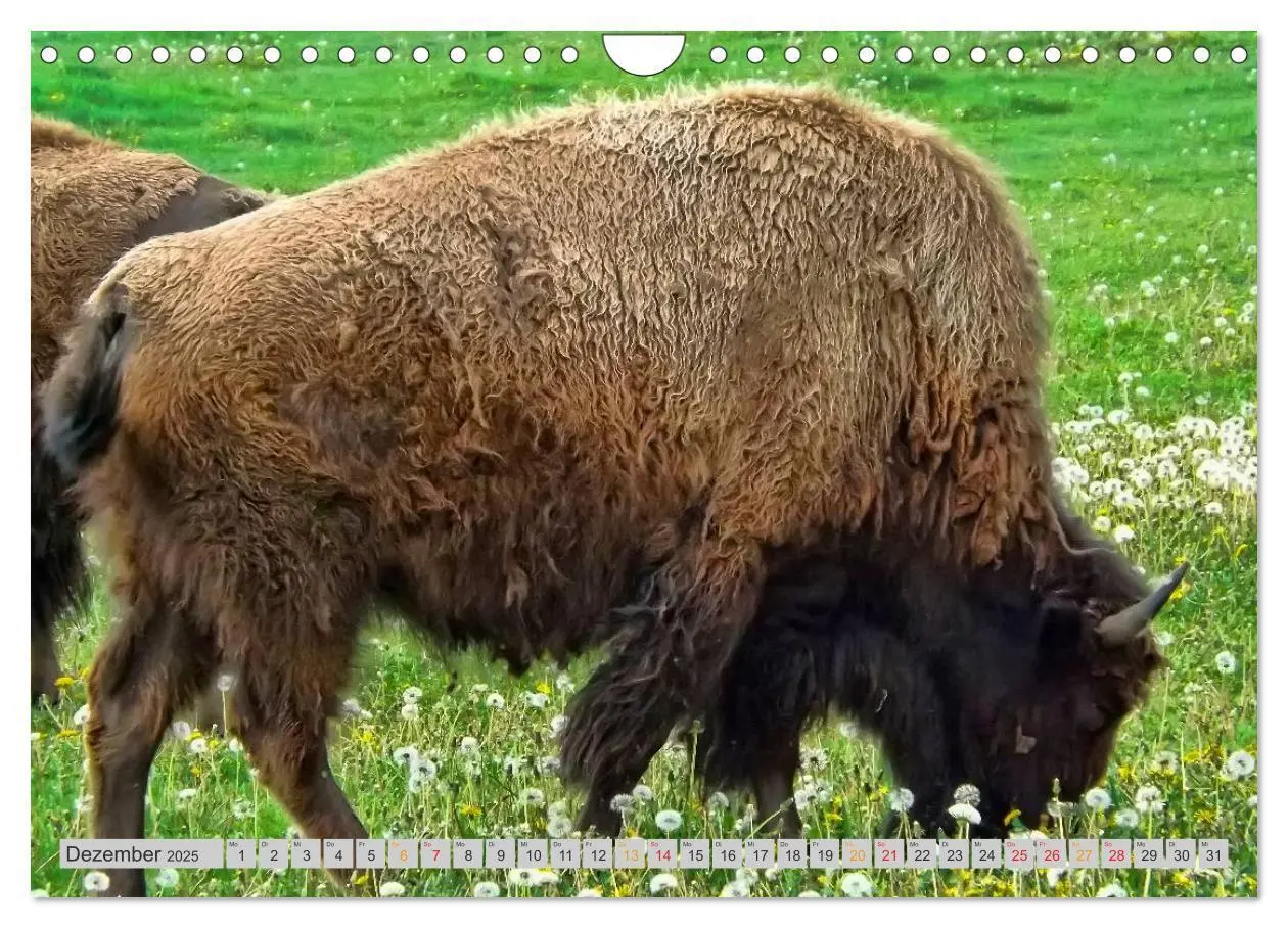 Bild: 9783435580552 | Bison und Wisent - Riesen mit unbändiger Kraft (Wandkalender 2025...