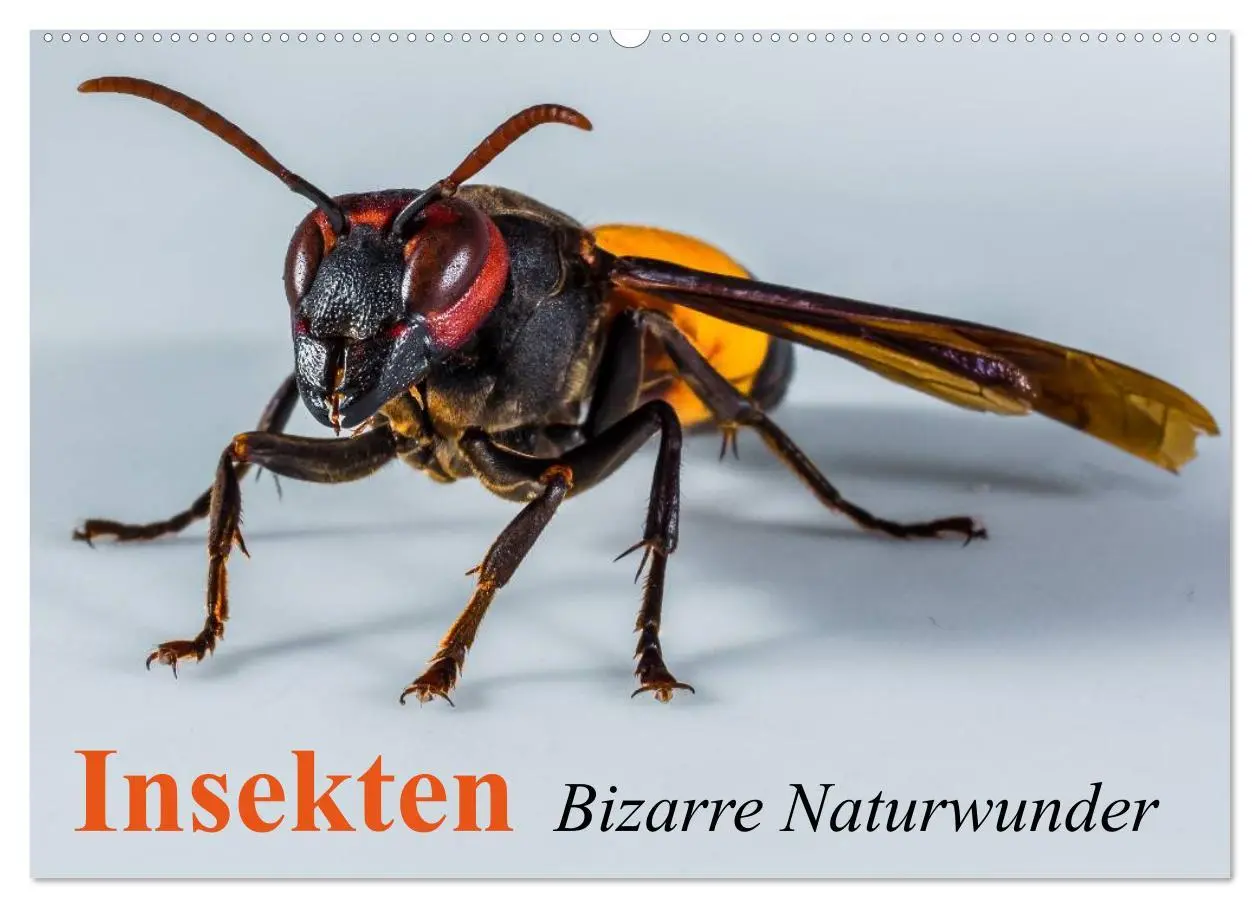 Cover: 9783516130652 | Insekten ¿ Bizarre Naturwunder (Wandkalender 2026 DIN A2 quer),...