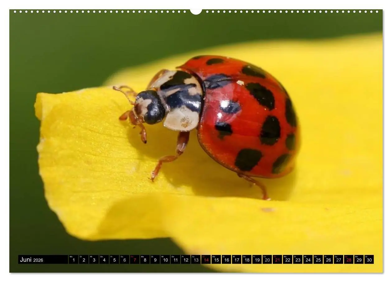 Bild: 9783516130652 | Insekten ¿ Bizarre Naturwunder (Wandkalender 2026 DIN A2 quer),...
