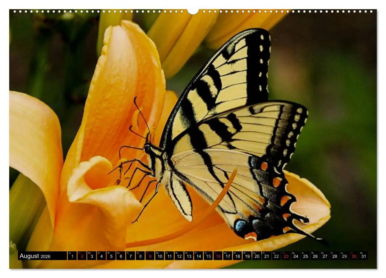 Bild: 9783516130652 | Insekten ¿ Bizarre Naturwunder (Wandkalender 2026 DIN A2 quer),...