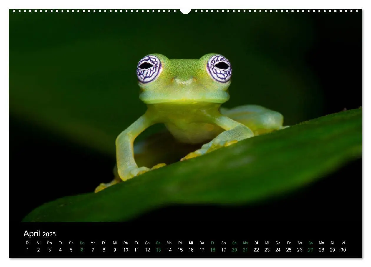 Bild: 9783435490752 | Costa Rica - Faszination Frösche (Wandkalender 2025 DIN A2 quer),...