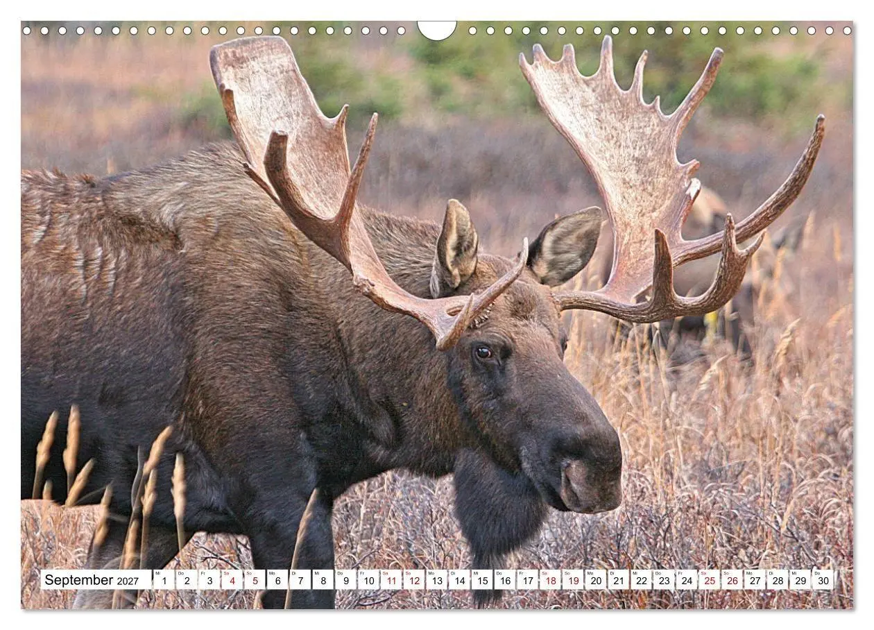 Bild: 9783569380752 | Auf den Spuren der Elche (Wandkalender 2027 DIN A3 quer), CALVENDO...