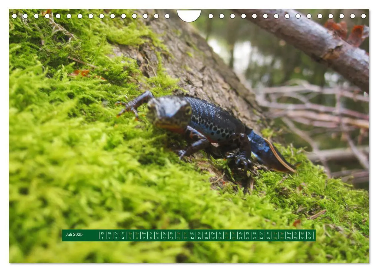 Bild: 9783435240852 | Unterwegs im Deister (Wandkalender 2025 DIN A4 quer), CALVENDO...