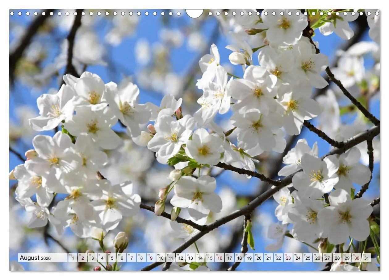 Bild: 9783457710852 | Die Kirschblüte in Japan (Wandkalender 2026 DIN A3 quer), CALVENDO...