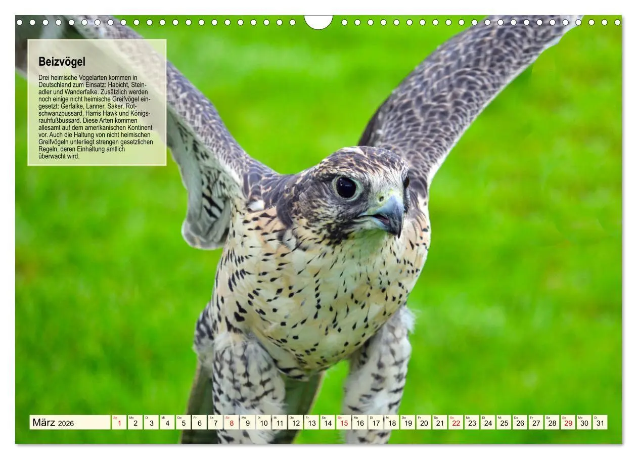 Bild: 9783457490952 | Kulturerbe Falknerei (Wandkalender 2026 DIN A3 quer), CALVENDO...