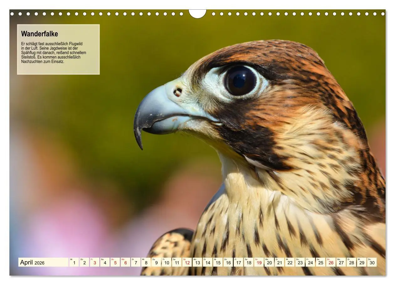 Bild: 9783457490952 | Kulturerbe Falknerei (Wandkalender 2026 DIN A3 quer), CALVENDO...