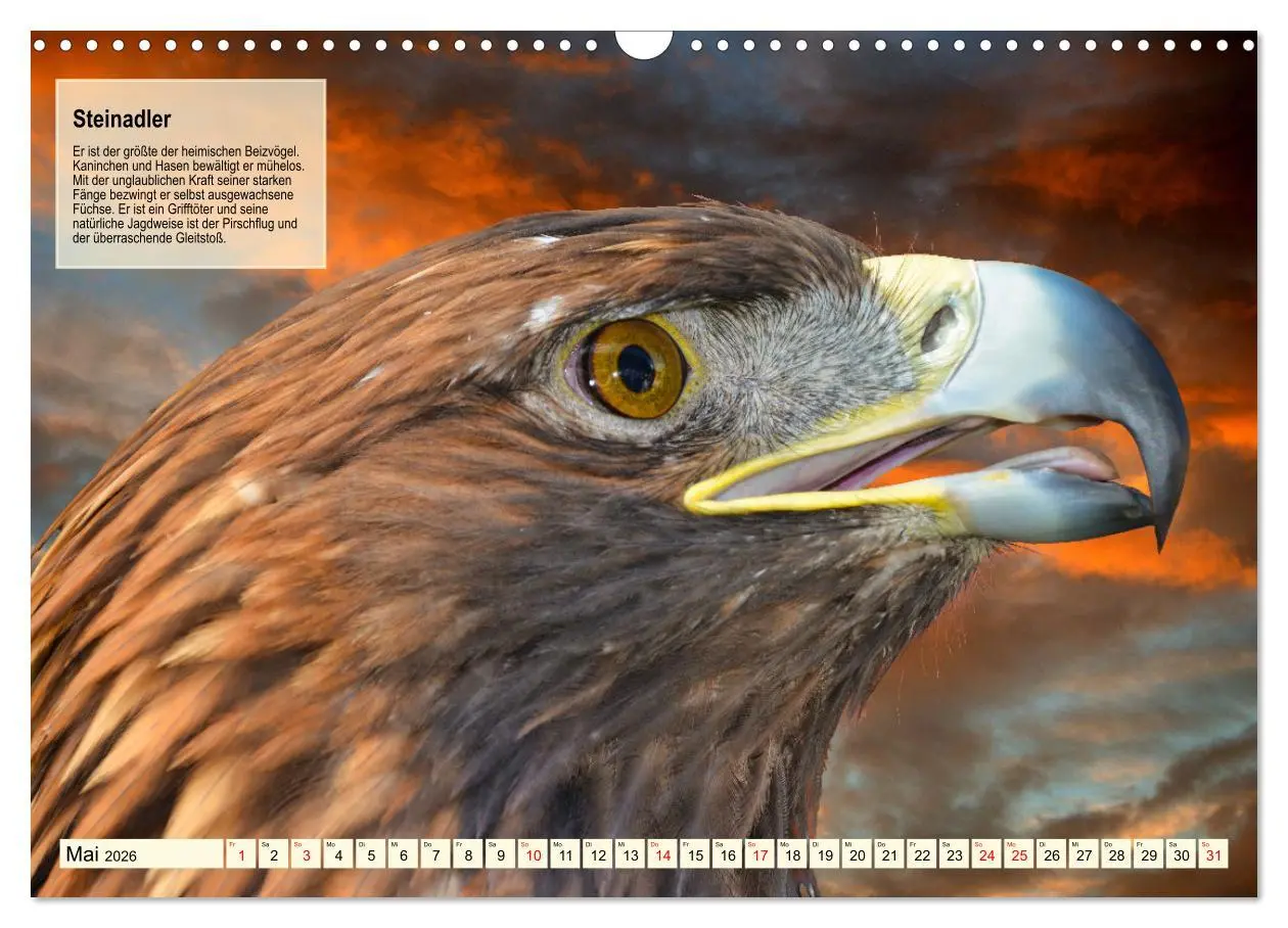 Bild: 9783457490952 | Kulturerbe Falknerei (Wandkalender 2026 DIN A3 quer), CALVENDO...