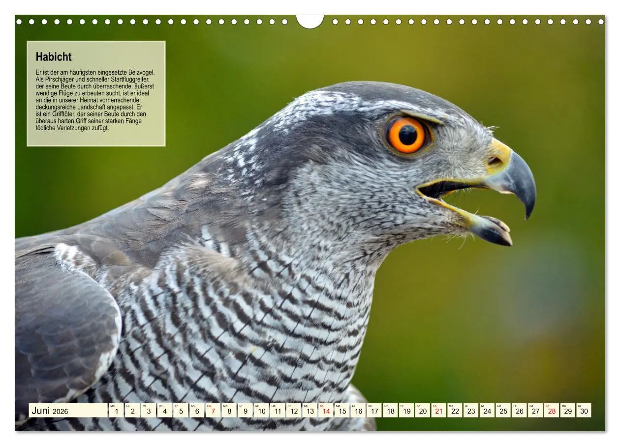 Bild: 9783457490952 | Kulturerbe Falknerei (Wandkalender 2026 DIN A3 quer), CALVENDO...