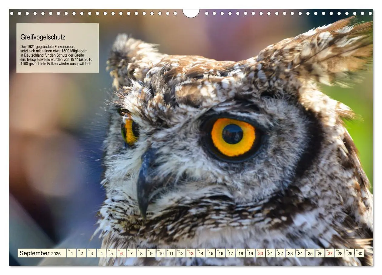 Bild: 9783457490952 | Kulturerbe Falknerei (Wandkalender 2026 DIN A3 quer), CALVENDO...