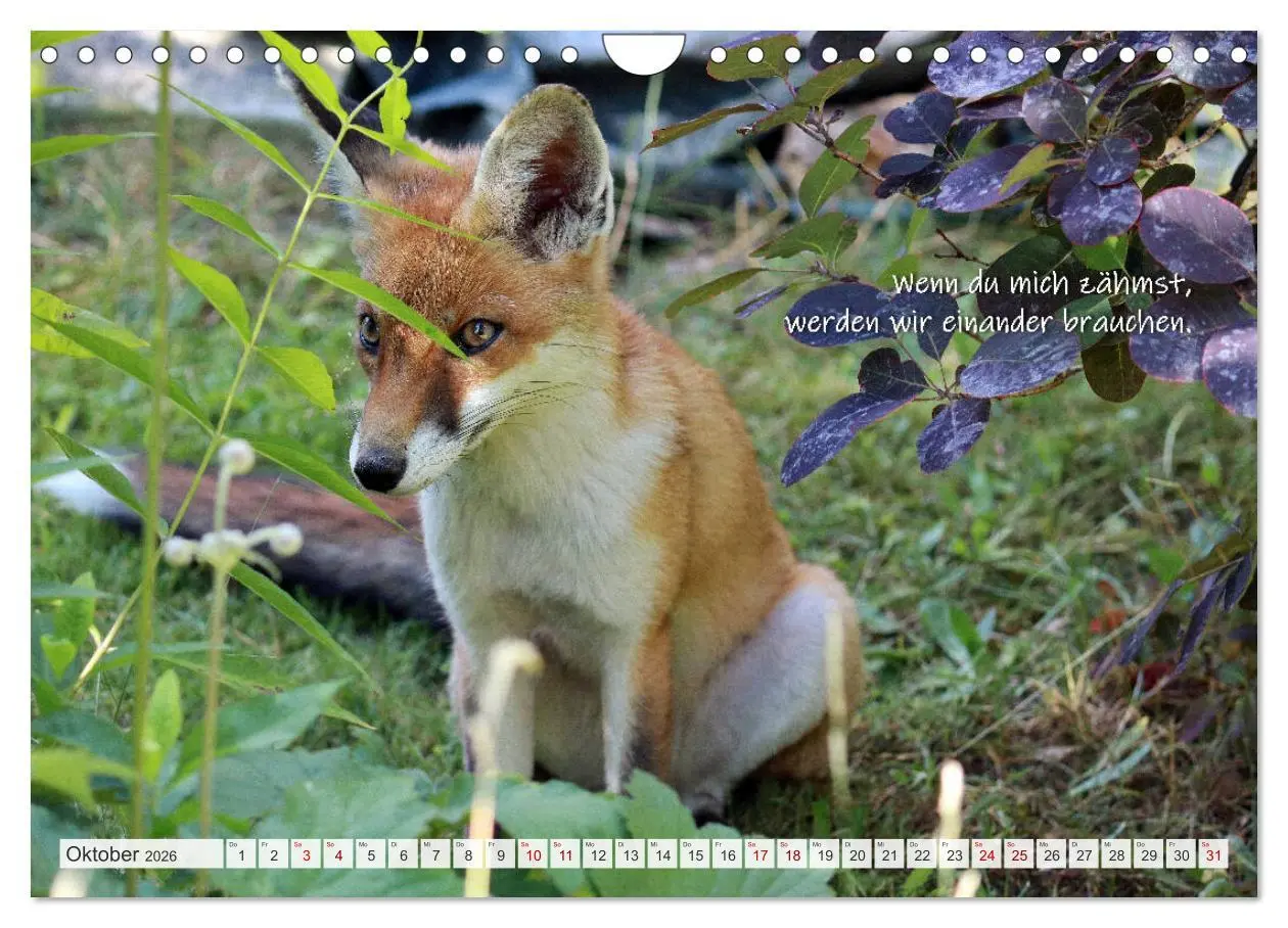 Bild: 9783457681152 | Freche Füchse - lustige Sprüche (Wandkalender 2026 DIN A4 quer),...
