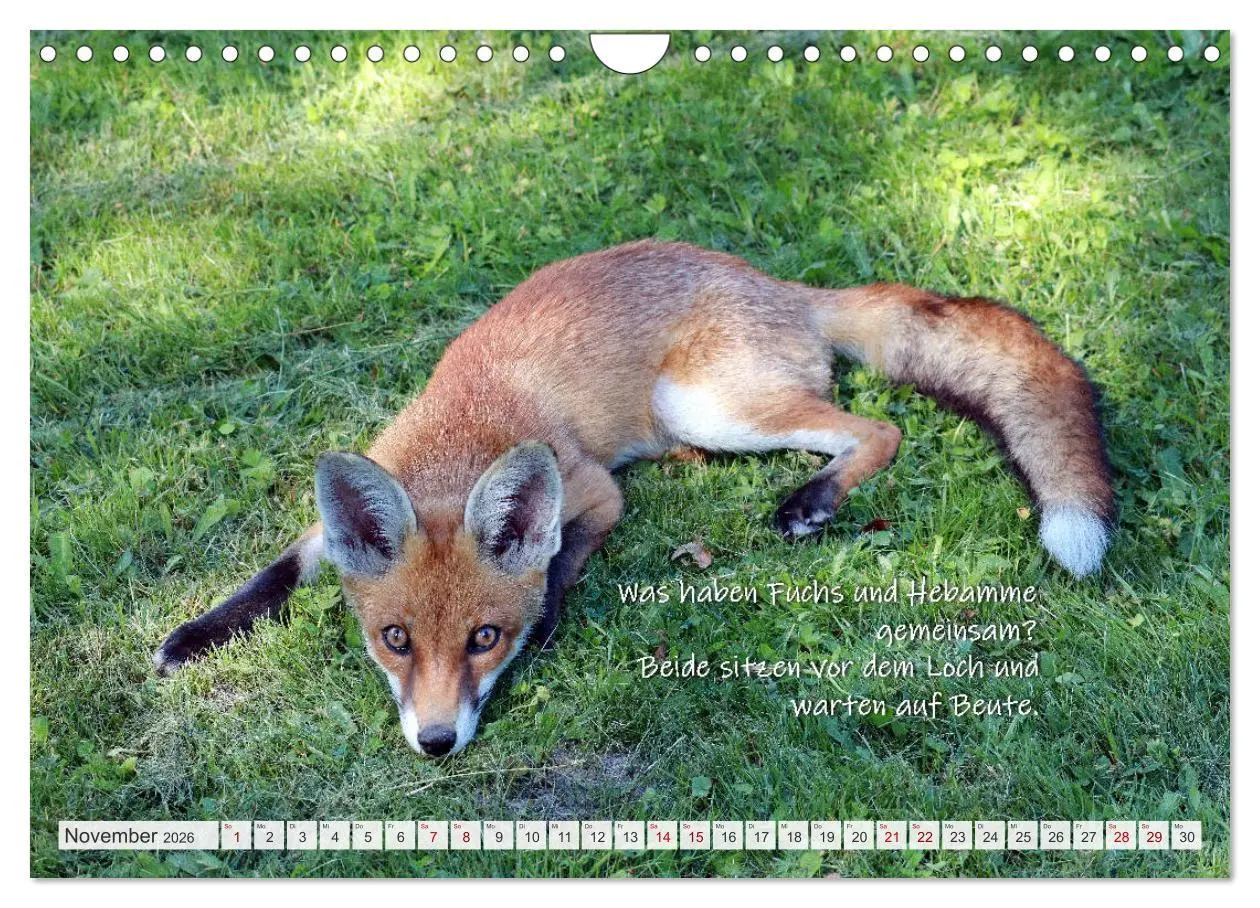 Bild: 9783457681152 | Freche Füchse - lustige Sprüche (Wandkalender 2026 DIN A4 quer),...