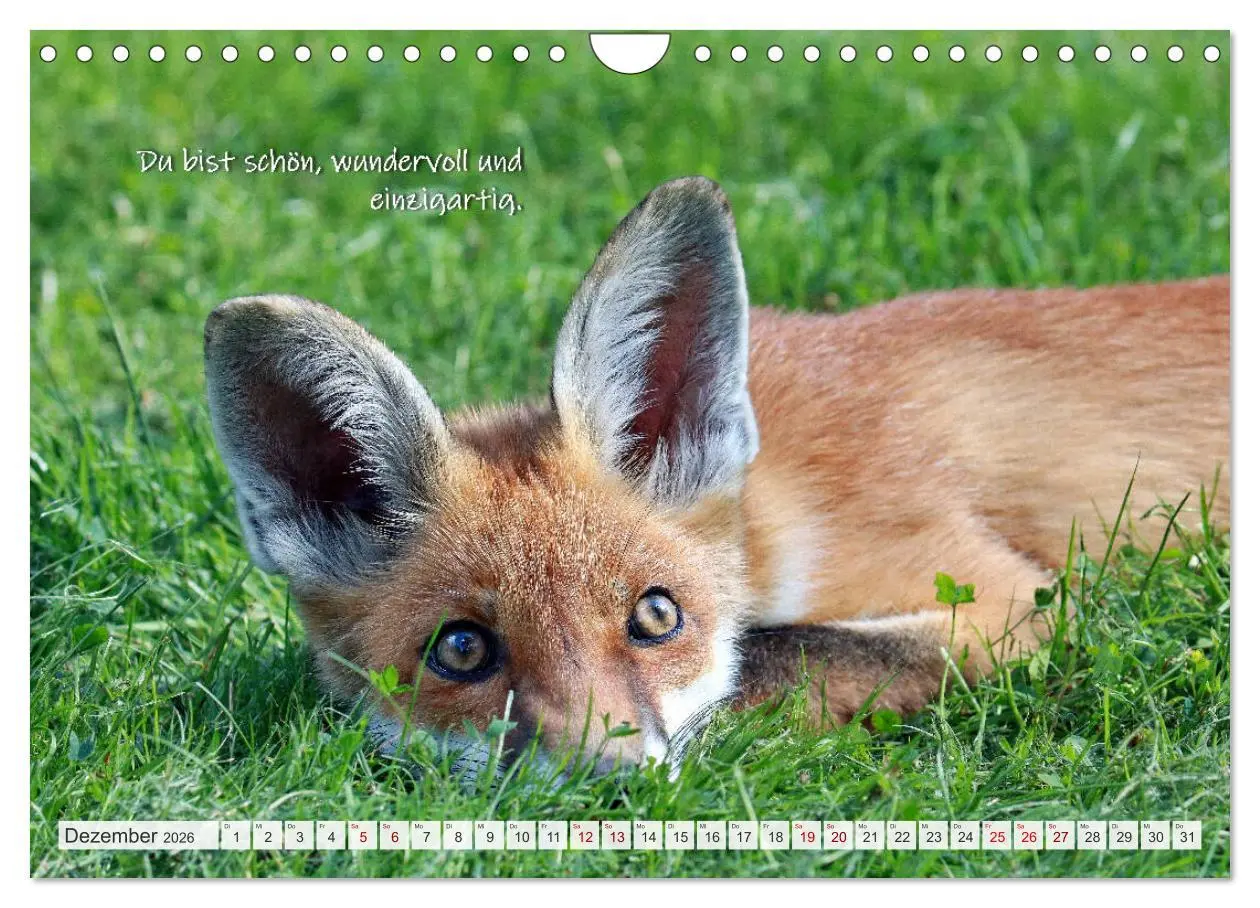 Bild: 9783457681152 | Freche Füchse - lustige Sprüche (Wandkalender 2026 DIN A4 quer),...