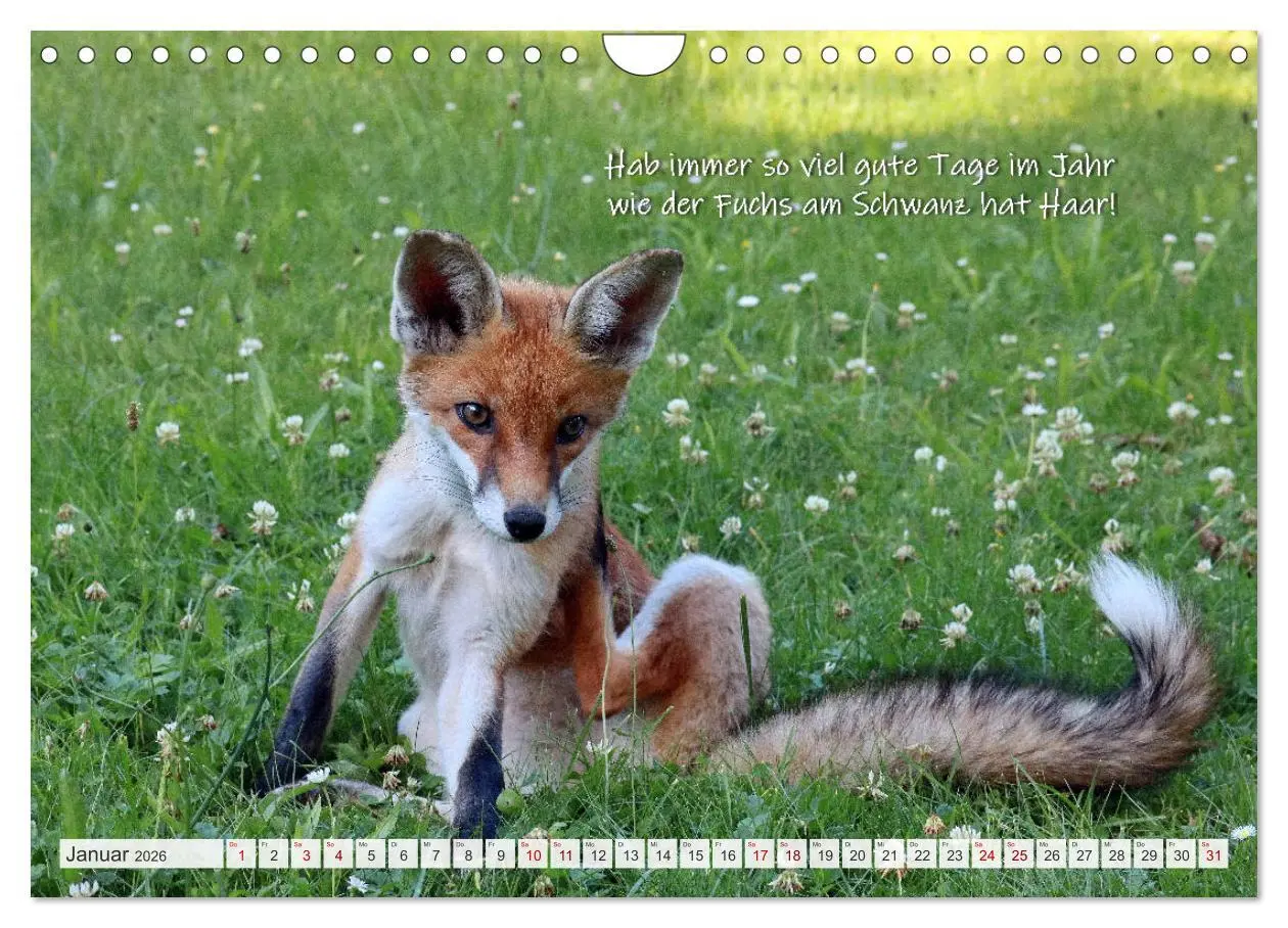 Bild: 9783457681152 | Freche Füchse - lustige Sprüche (Wandkalender 2026 DIN A4 quer),...