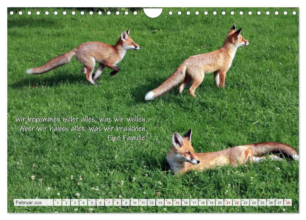 Bild: 9783457681152 | Freche Füchse - lustige Sprüche (Wandkalender 2026 DIN A4 quer),...