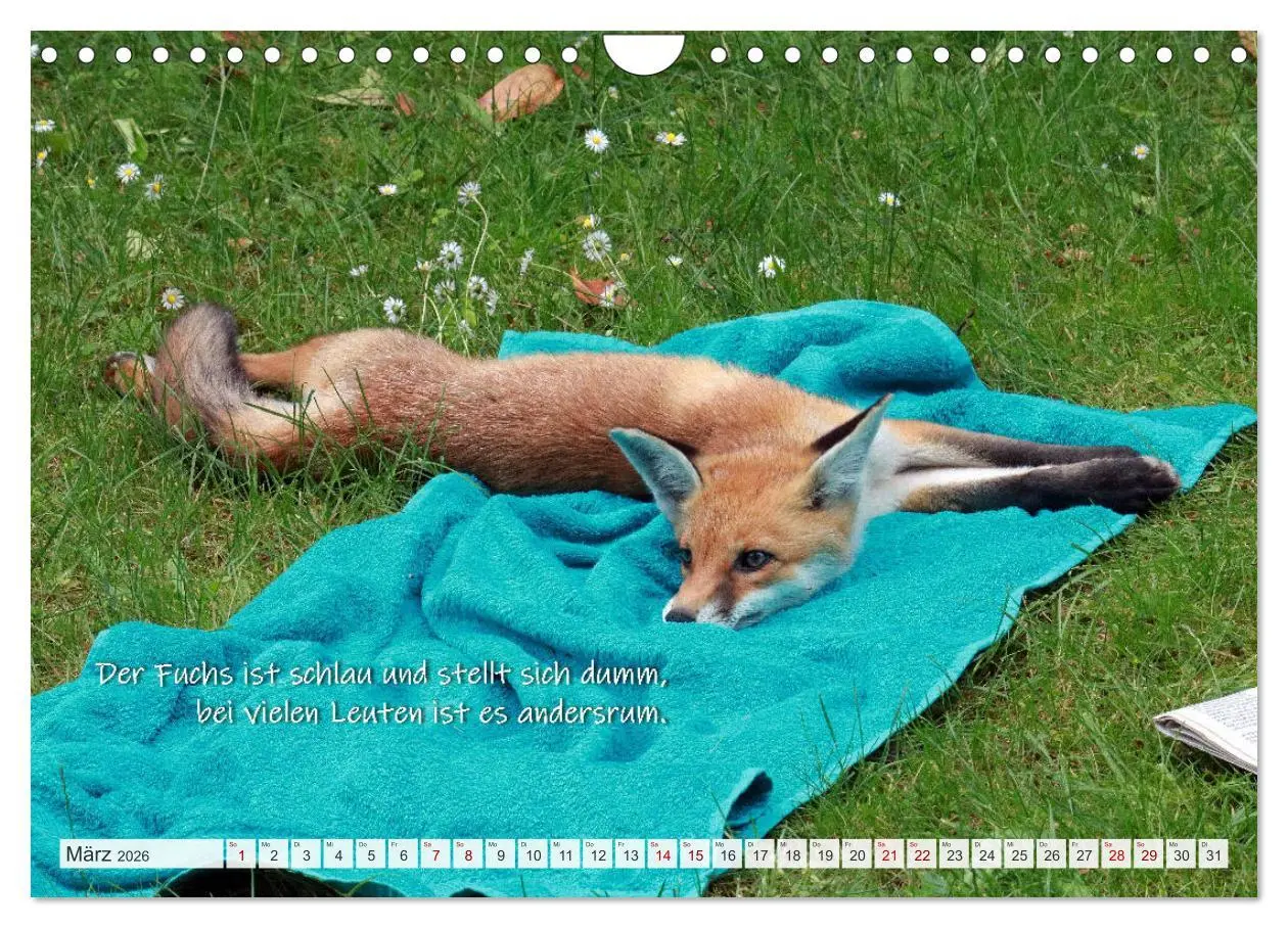 Bild: 9783457681152 | Freche Füchse - lustige Sprüche (Wandkalender 2026 DIN A4 quer),...