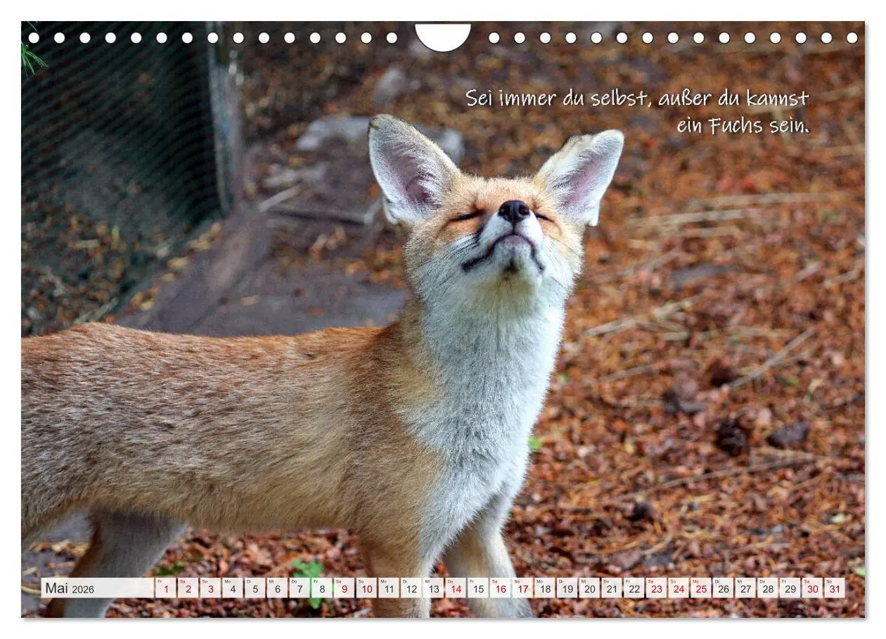 Bild: 9783457681152 | Freche Füchse - lustige Sprüche (Wandkalender 2026 DIN A4 quer),...