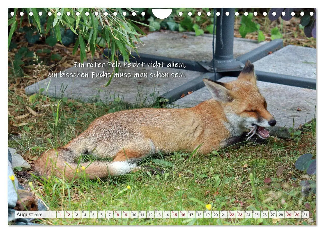 Bild: 9783457681152 | Freche Füchse - lustige Sprüche (Wandkalender 2026 DIN A4 quer),...