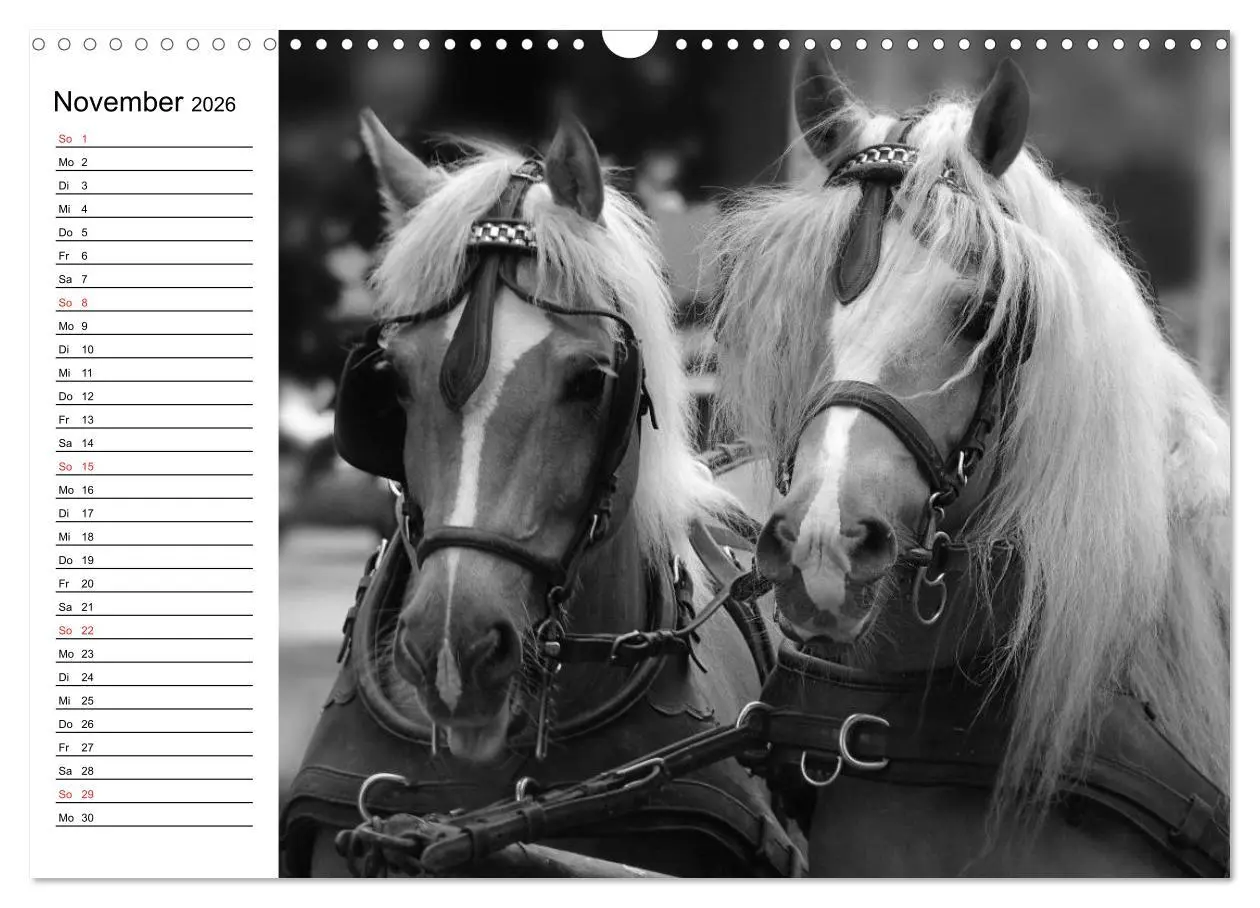 Bild: 9783457991152 | Leidenschaft Pferdesport - Impressionen (Wandkalender 2026 DIN A3...