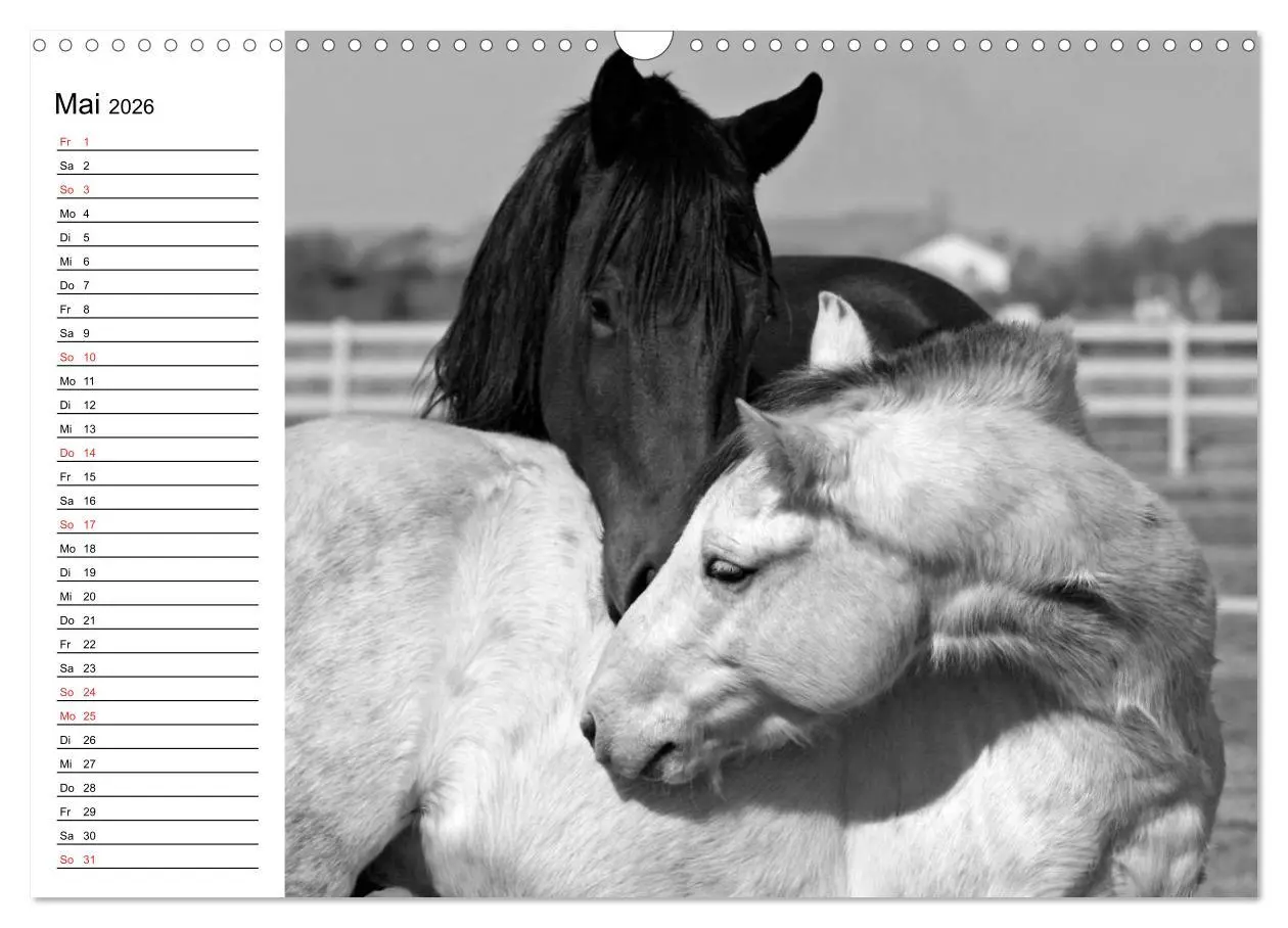 Bild: 9783457991152 | Leidenschaft Pferdesport - Impressionen (Wandkalender 2026 DIN A3...