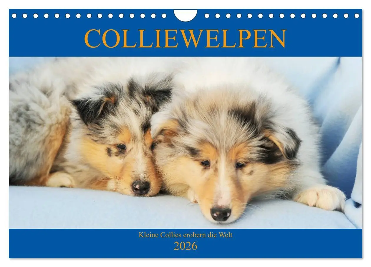 Cover: 9783457811252 | Colliewelpen - kleine Collies erobern die Welt (Wandkalender 2026...