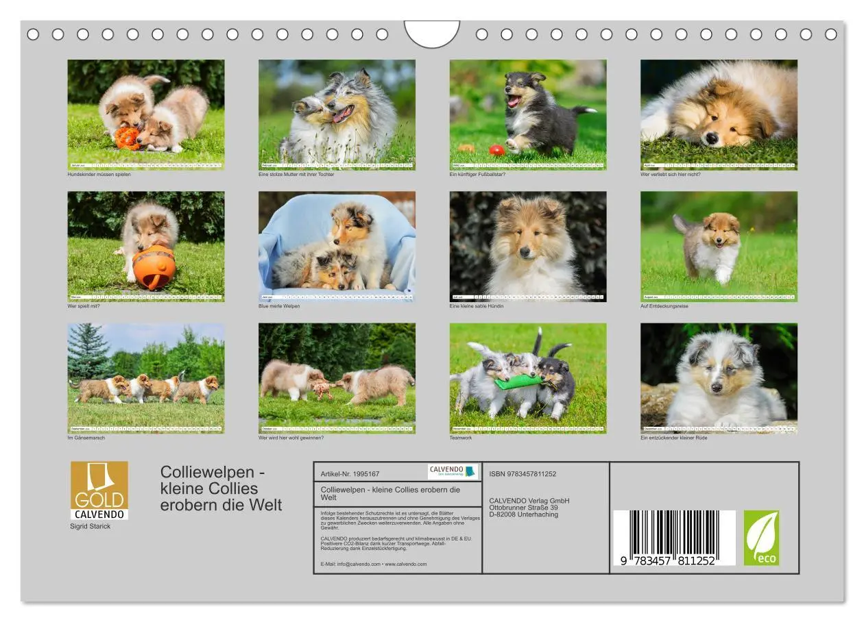 Bild: 9783457811252 | Colliewelpen - kleine Collies erobern die Welt (Wandkalender 2026...