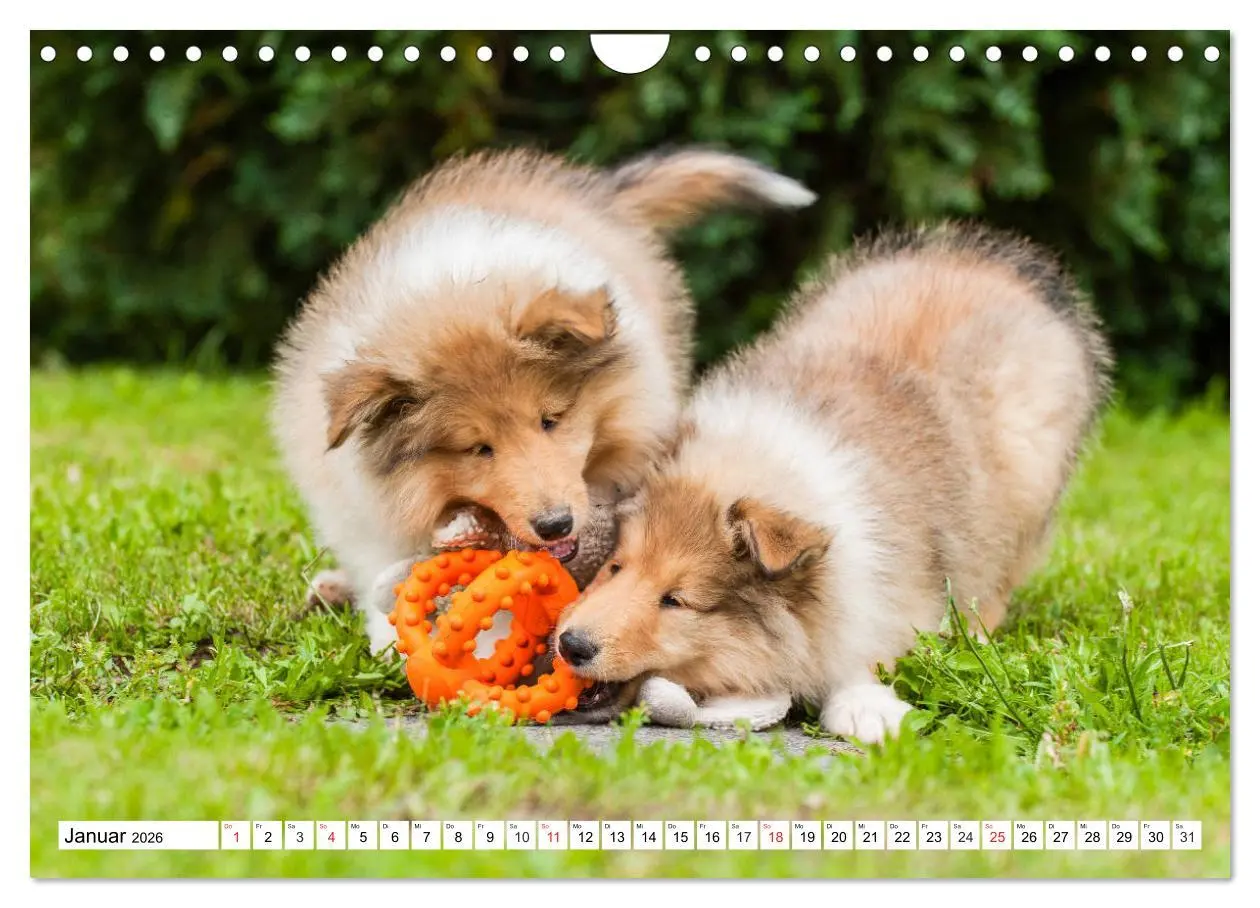 Bild: 9783457811252 | Colliewelpen - kleine Collies erobern die Welt (Wandkalender 2026...