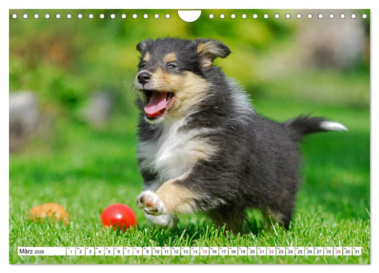 Bild: 9783457811252 | Colliewelpen - kleine Collies erobern die Welt (Wandkalender 2026...