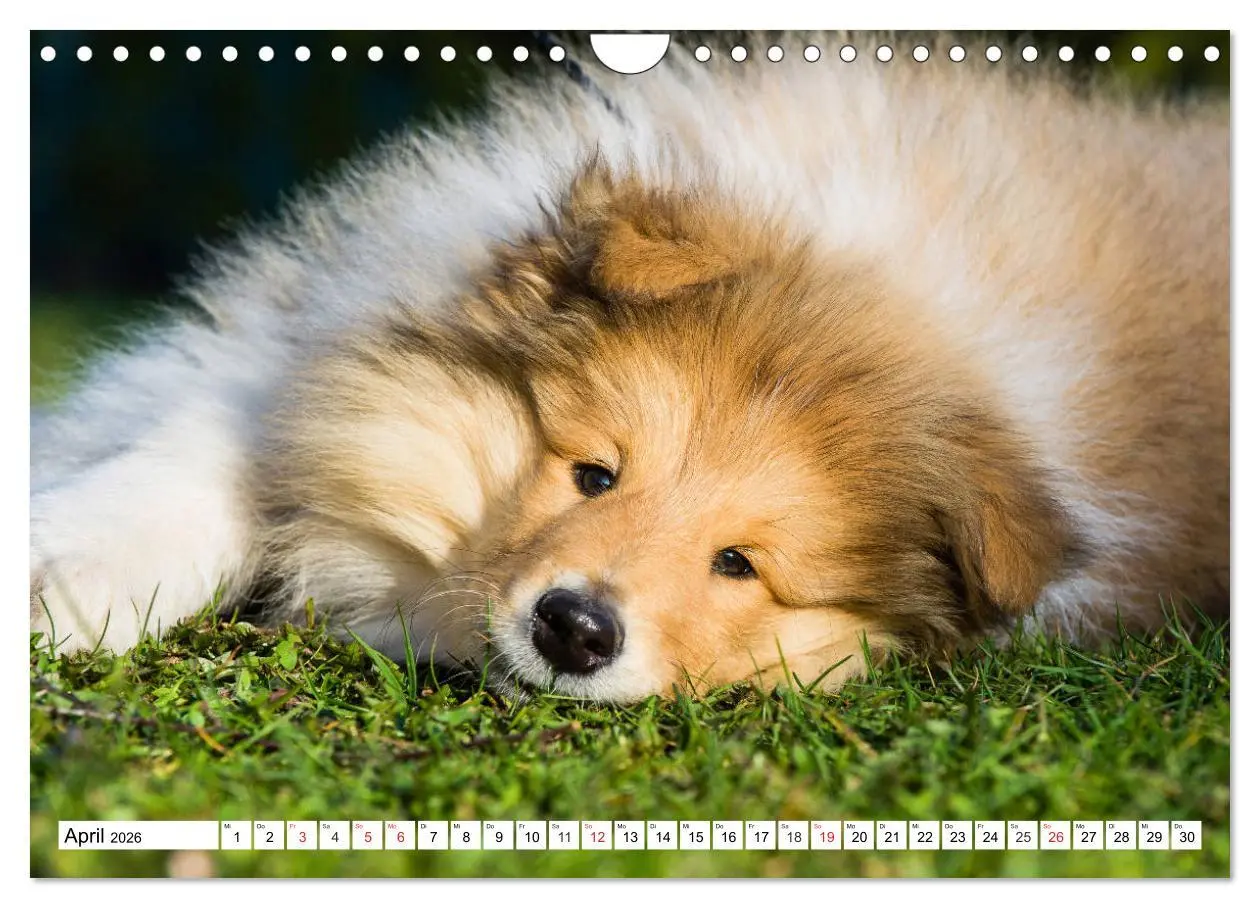 Bild: 9783457811252 | Colliewelpen - kleine Collies erobern die Welt (Wandkalender 2026...
