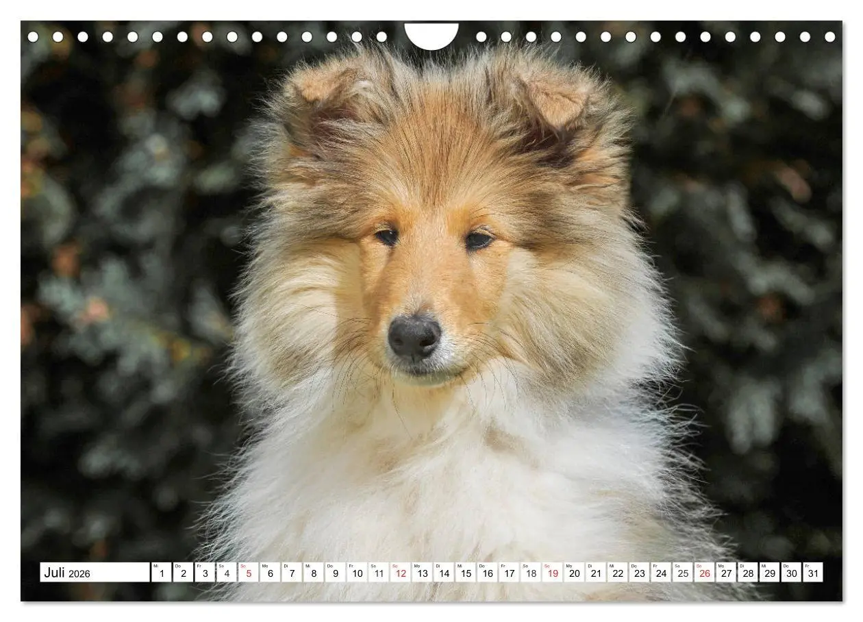 Bild: 9783457811252 | Colliewelpen - kleine Collies erobern die Welt (Wandkalender 2026...