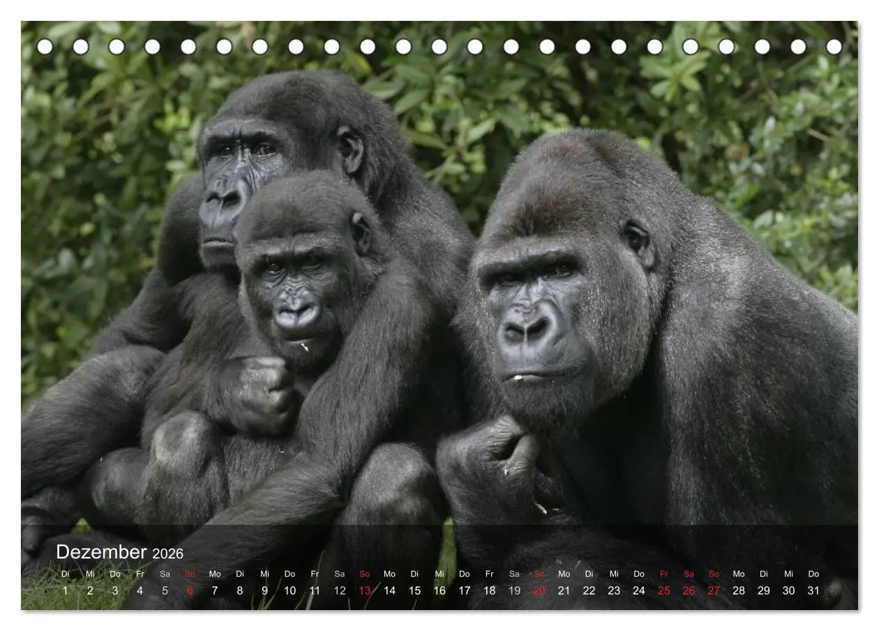 Bild: 9783516071252 | Menschenaffen. Gorillas, Schimpansen, Orang-Utans (Tischkalender...