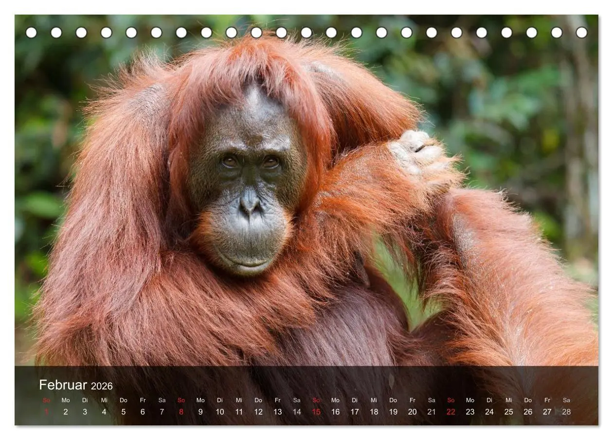 Bild: 9783516071252 | Menschenaffen. Gorillas, Schimpansen, Orang-Utans (Tischkalender...