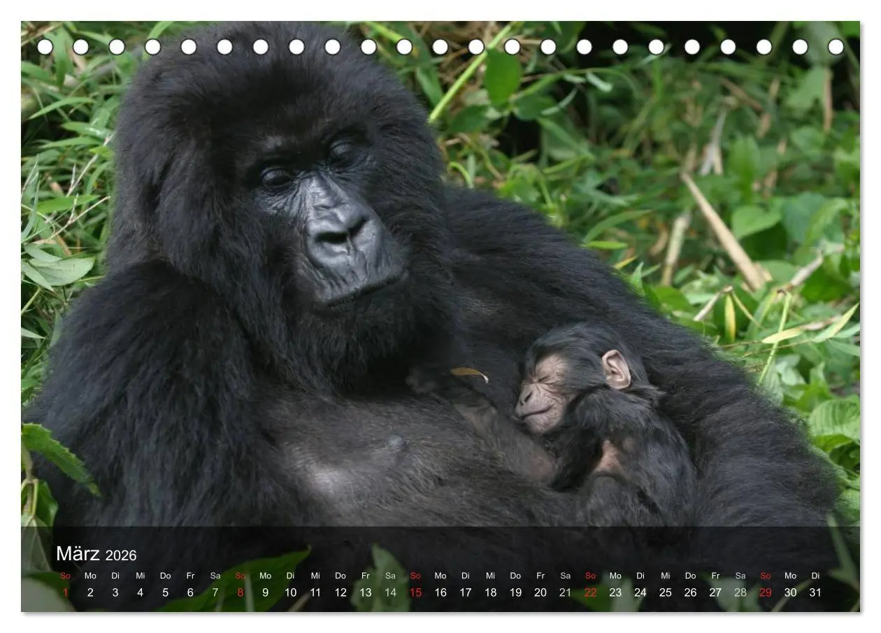Bild: 9783516071252 | Menschenaffen. Gorillas, Schimpansen, Orang-Utans (Tischkalender...