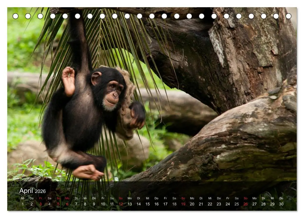 Bild: 9783516071252 | Menschenaffen. Gorillas, Schimpansen, Orang-Utans (Tischkalender...