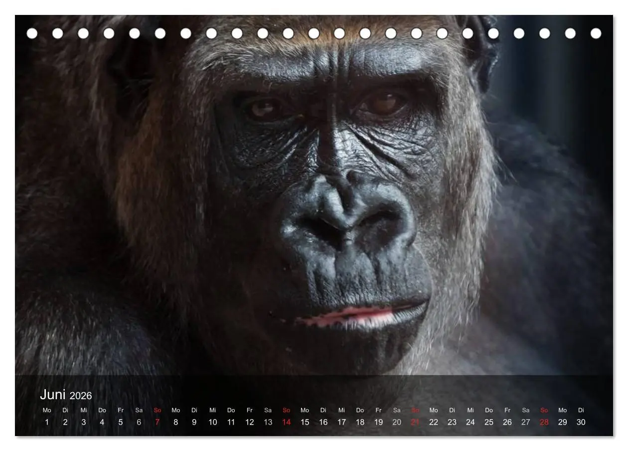 Bild: 9783516071252 | Menschenaffen. Gorillas, Schimpansen, Orang-Utans (Tischkalender...