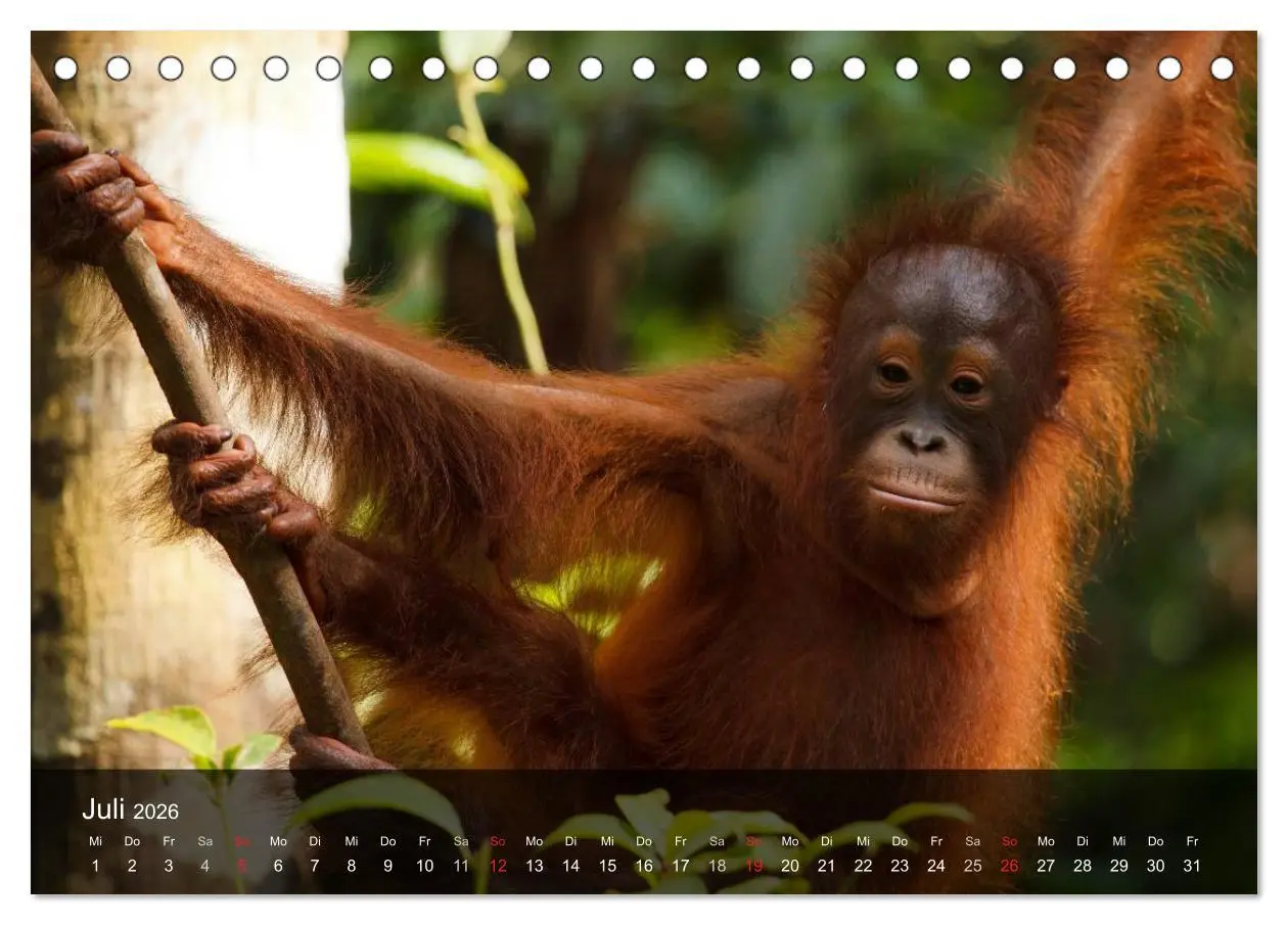 Bild: 9783516071252 | Menschenaffen. Gorillas, Schimpansen, Orang-Utans (Tischkalender...