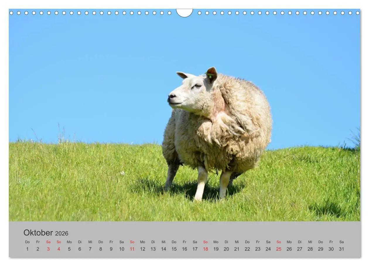 Bild: 9783457971352 | Impressionen von Texel (Wandkalender 2026 DIN A3 quer), CALVENDO...