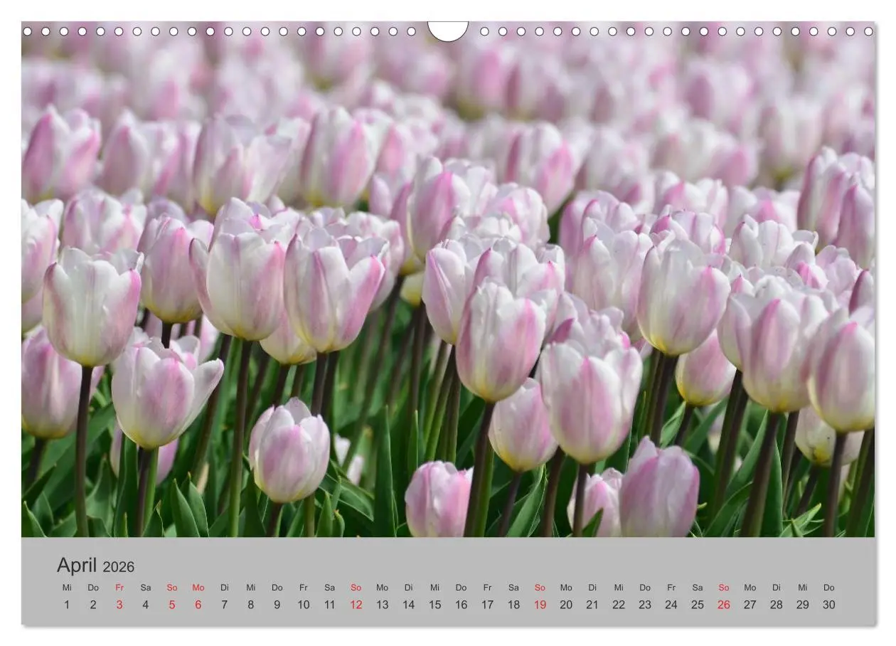 Bild: 9783457971352 | Impressionen von Texel (Wandkalender 2026 DIN A3 quer), CALVENDO...