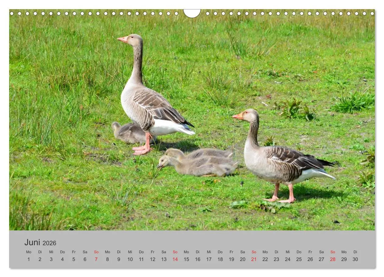 Bild: 9783457971352 | Impressionen von Texel (Wandkalender 2026 DIN A3 quer), CALVENDO...